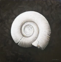 Amononit, 2012 (akril, vászon)